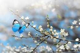 butterfly landing on flower buds